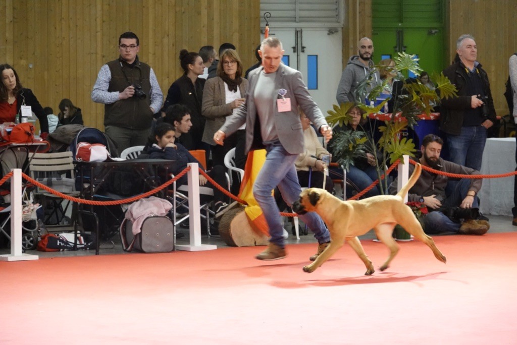 Dearum Monte - Paris Dog Show CACIB