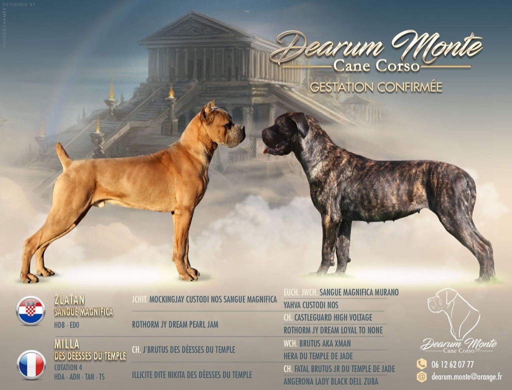 Dearum Monte - Cane Corso - Portée née le 29/07/2019