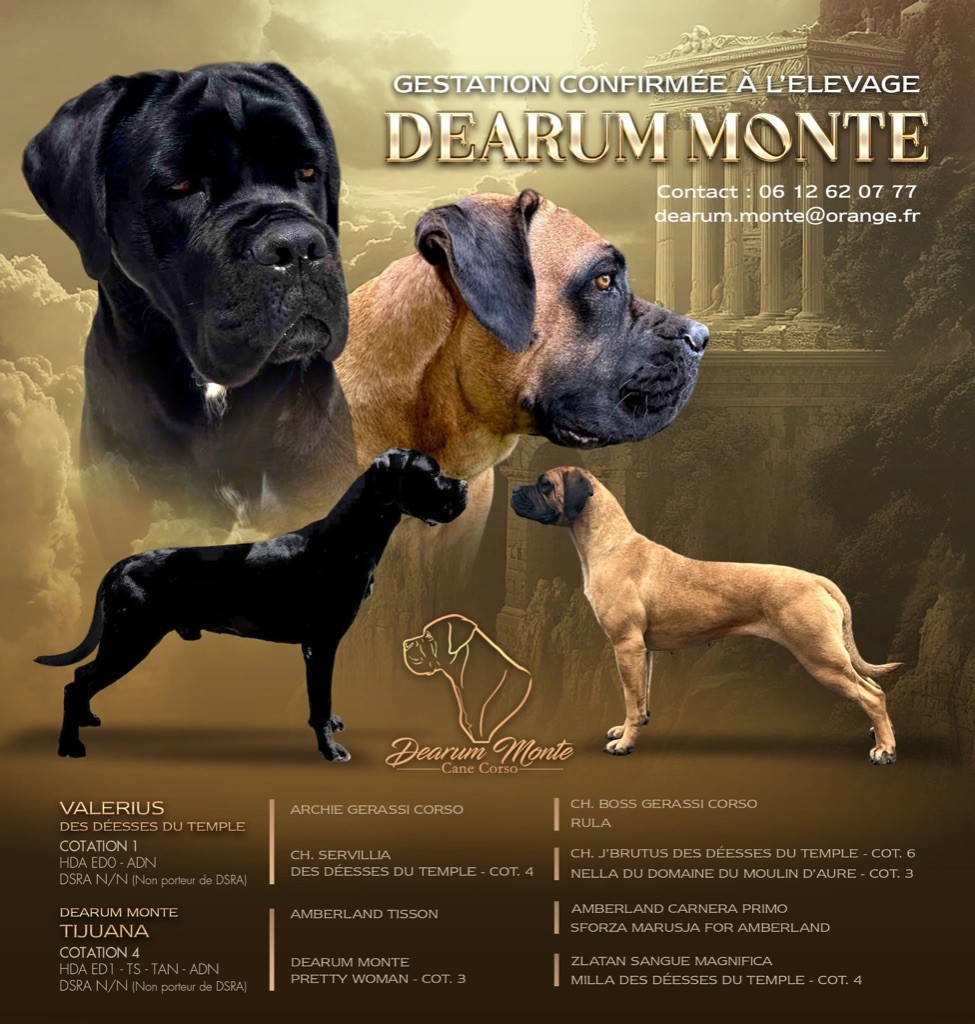 Chiot Cane Corso Dearum Monte